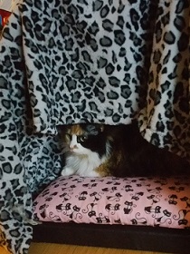 My cat Corina, in her princess tent.